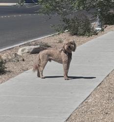 Found/Stray Male Dog last seen Valley and Lone Mountain , North Las Vegas, NV 89031