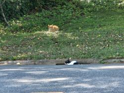 Found/Stray Unknown Cat last seen N. Carolina Ave and Fairview , Lexington, NC 27292