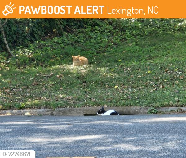 Found/Stray Unknown Cat last seen N. Carolina Ave and Fairview , Lexington, NC 27292
