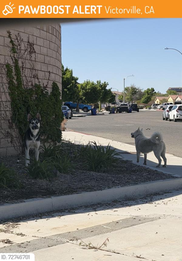 Found/Stray Unknown Dog last seen Las haciendas park , Victorville, CA 92307