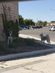 Found/Stray Unknown Dog last seen Las haciendas park , Victorville, CA 92307