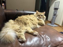 Lost Male Cat last seen Kinhawk Dr, Nashville, TN 37211