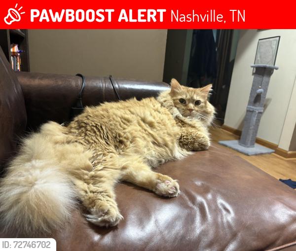 Lost Male Cat last seen Kinhawk Dr, Nashville, TN 37211