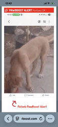 Lost Male Dog last seen Wilshire , Oklahoma City, OK 73132