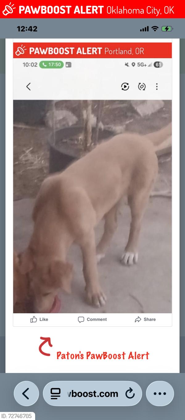 Lost Male Dog last seen Wilshire , Oklahoma City, OK 73132