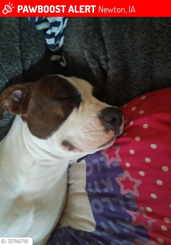Lost Male Dog last seen Deer run, Newton, IA 50208