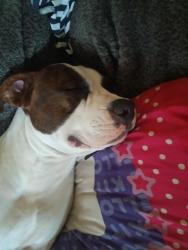 Lost Male Dog last seen Deer run, Newton, IA 50208
