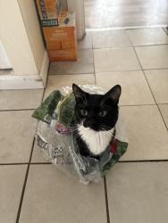 Lost Male Cat last seen By Main St Near Mcdonald’s , Worcester, MA 01603