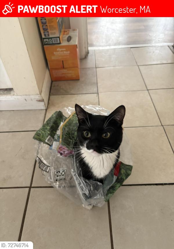 Lost Male Cat last seen By Main St Near Mcdonald’s, Worcester, MA 01603