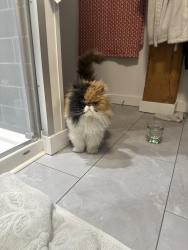 Found/Stray Unknown Cat last seen Rue William, Montréal, QC H2Y 2E5