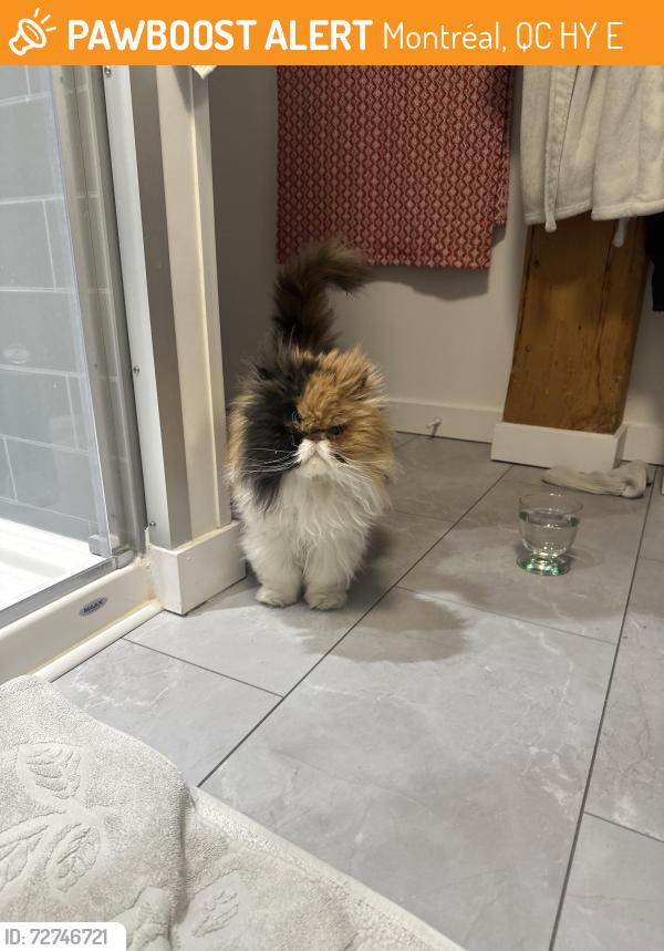 Found/Stray Unknown Cat last seen Rue William, Montréal, QC H2Y 2E5