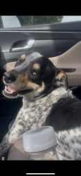 Found/Stray Male Dog last seen Surrey Ridge , Robinson, TX 76706