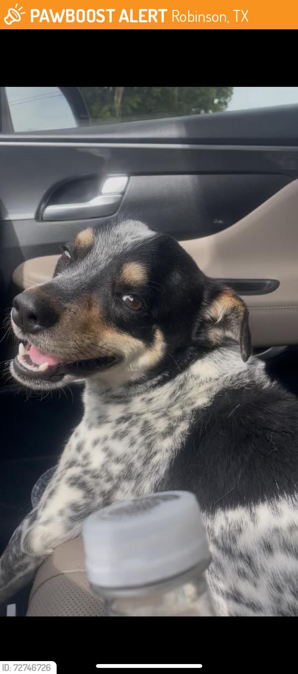 Found/Stray Male Dog last seen Surrey Ridge , Robinson, TX 76706