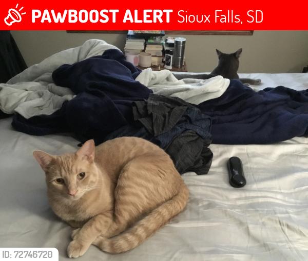 Lost Male Cat last seen 26th and Ellis, Sioux Falls, SD 57106