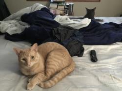 Lost Male Cat last seen 26th and Ellis, Sioux Falls, SD 57106
