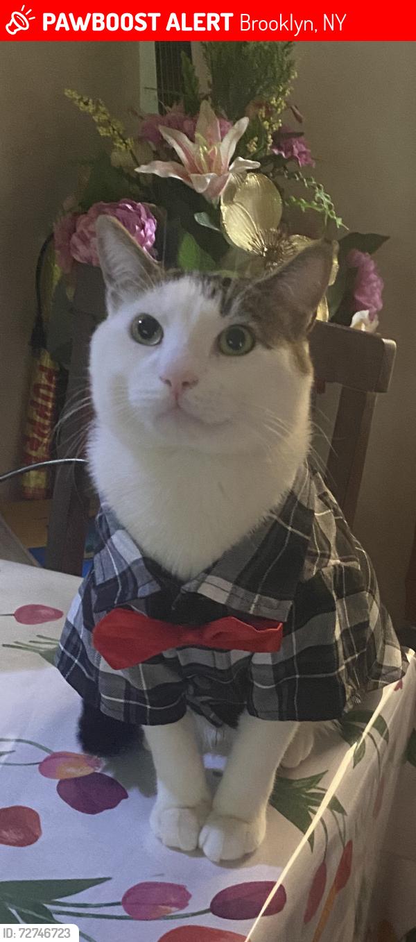 Lost Male Cat last seen Near church ave Brooklyn New York 11226, Brooklyn, NY 11226