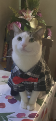 Lost Male Cat last seen Near church ave Brooklyn New York 11226, Brooklyn, NY 11226