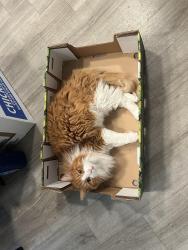 Lost Male Cat last seen inside the waste management facility , Sacramento, CA 95826