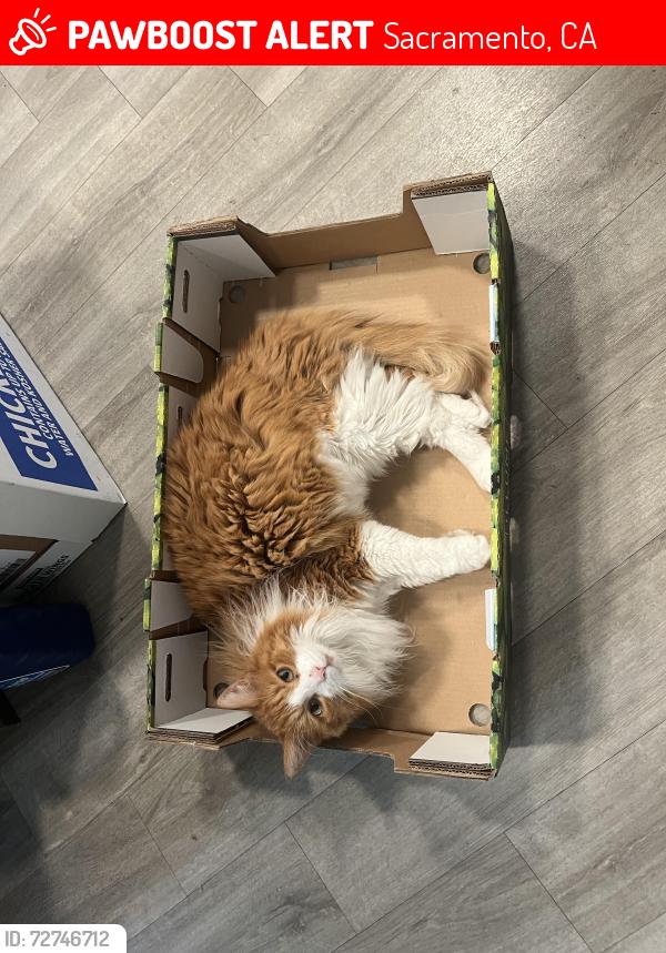 Lost Male Cat last seen inside the waste management facility , Sacramento, CA 95826