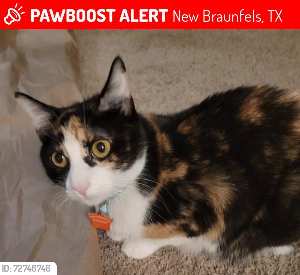 Lost Female Cat last seen Hunt St, Dove Crossing, New Braunfels, TX 78130