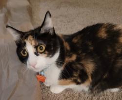 Lost Female Cat last seen Hunt St, Dove Crossing, New Braunfels, TX 78130