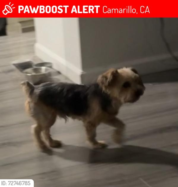 Lost Male Dog last seen Via rosal and bridgehampton, Camarillo, CA 93012