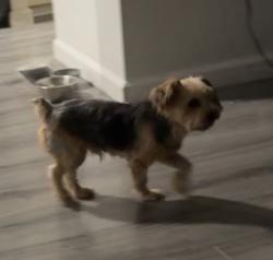 Lost Male Dog last seen Via rosal and bridgehampton, Camarillo, CA 93012