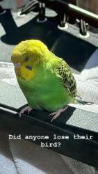 Found/Stray Unknown Bird last seen Kent and Wyeth , Brooklyn, NY 11211