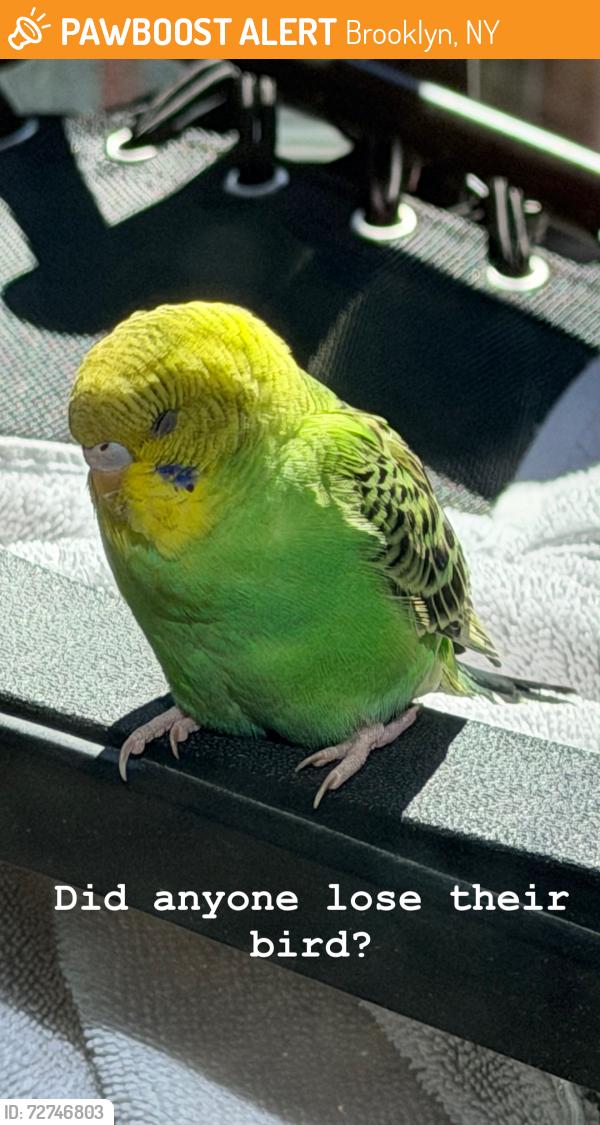 Found/Stray Unknown Bird last seen Kent and Wyeth , Brooklyn, NY 11211