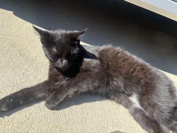 Found/Stray Unknown Cat last seen Lindsey Court, liberty twp, 45044, Liberty Township, OH 45044