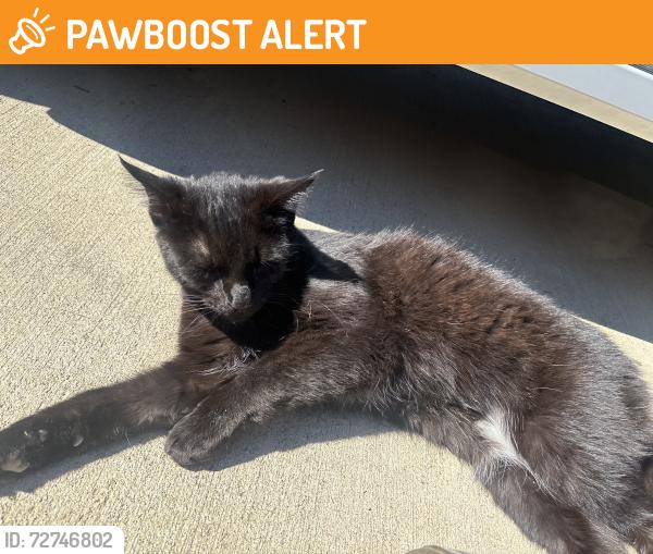Found/Stray Unknown Cat last seen Lindsey Court, liberty twp, 45044, Liberty Township, OH 45044