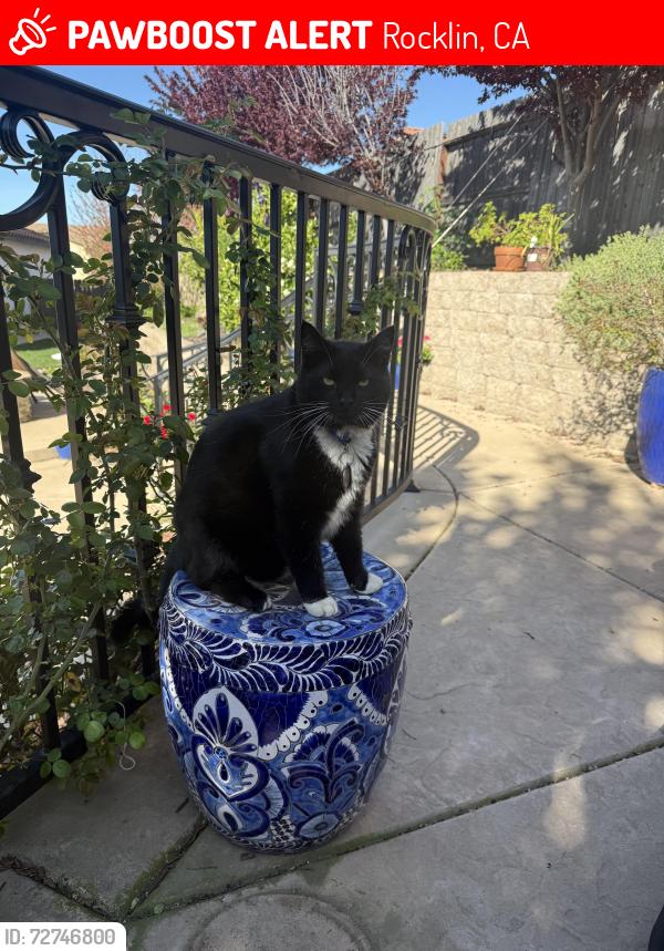 Lost Male Cat last seen Hollow Creek road, Rocklin, CA 95765