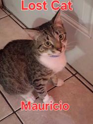 Lost Male Cat last seen Near ave, Vero Beach, FL 32962