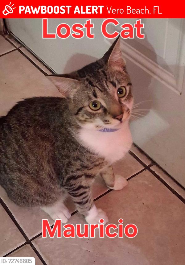 Lost Male Cat last seen Near ave, Vero Beach, FL 32962