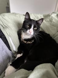 Lost Male Cat last seen Near and Creekside, near drive-in movie theatre., New Braunfels, TX 78130