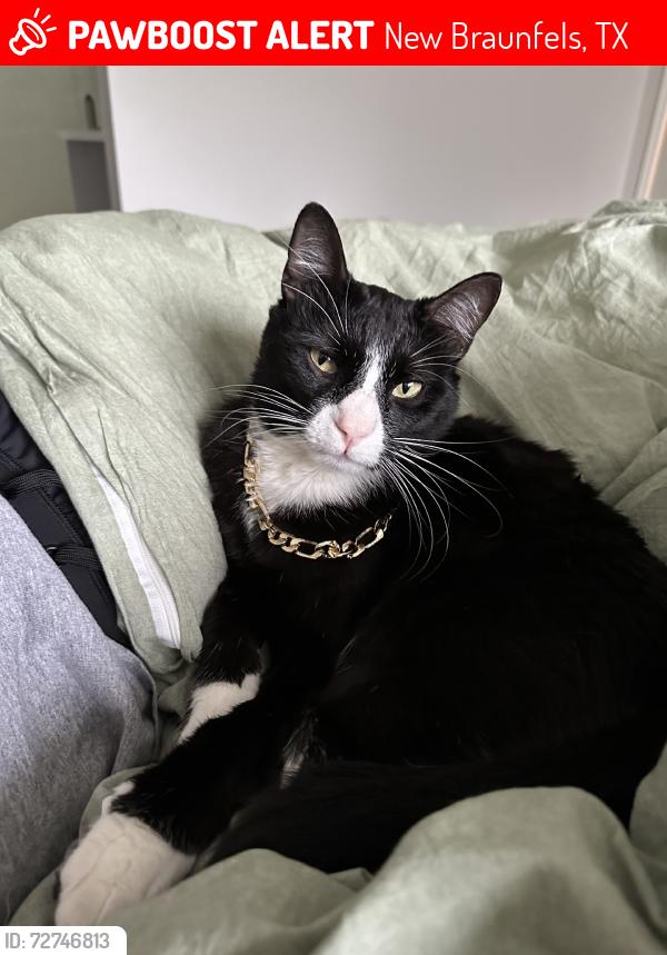 Lost Male Cat last seen Near and Creekside, near drive-in movie theatre., New Braunfels, TX 78130