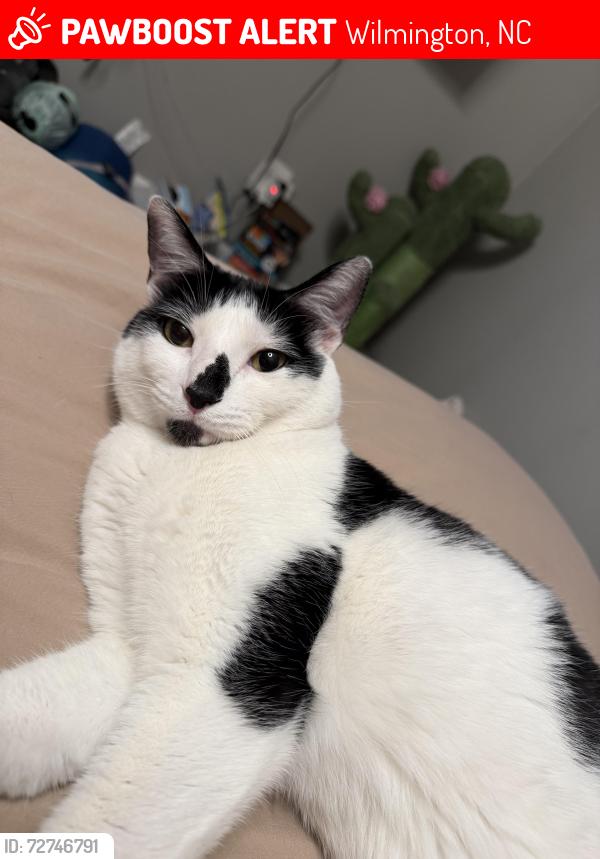 Lost Male Cat last seen Hanna Drive, neighborhood behind the Goodwill on CB Road, Wilmington, NC 28412