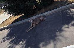 Found/Stray Male Dog last seen West and Shaw behind Kwik Serve Gas, Fresno, CA 93705