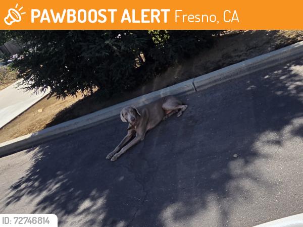 Found/Stray Male Dog last seen West and Shaw behind Kwik Serve Gas, Fresno, CA 93705