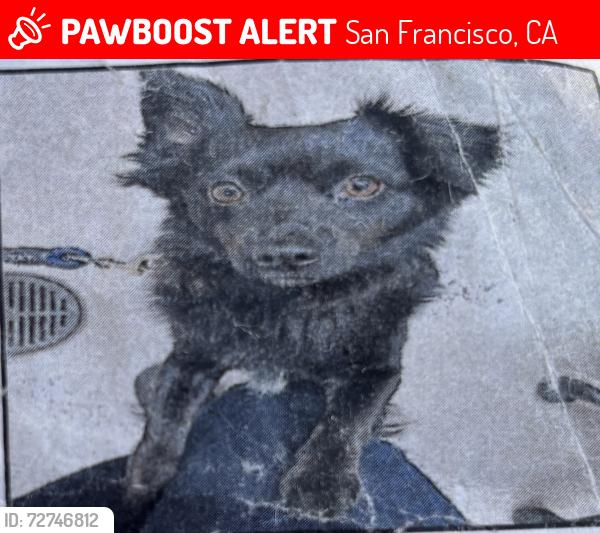 Lost Male Dog last seen Market st & 4th st San Francisco , San Francisco, CA 94102