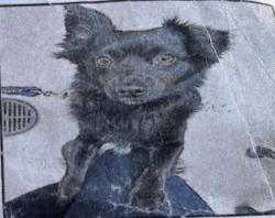 Lost Male Dog last seen Market st & 4th st San Francisco , San Francisco, CA 94102