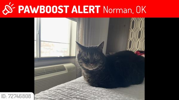 Lost Male Cat last seen Near th Ave SE & E Lindsey St , Norman, OK 73071