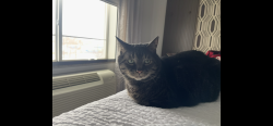 Lost Male Cat last seen Near th Ave SE & E Lindsey St , Norman, OK 73071