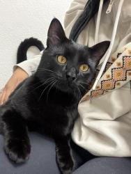 Lost Male Cat last seen Waldrick rd, Olympia, WA 98501