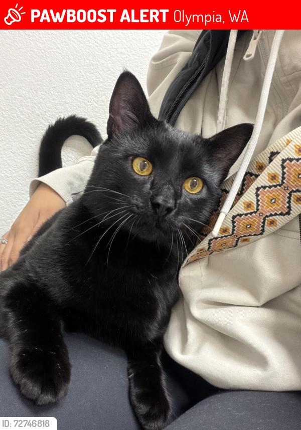 Lost Male Cat last seen Waldrick rd, Olympia, WA 98501
