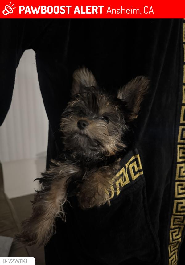 Lost Female Dog last seen Lincoln ave and Evelyn dr, Anaheim, CA 92815