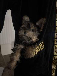 Lost Female Dog last seen Lincoln ave and Evelyn dr, Anaheim, CA 92815