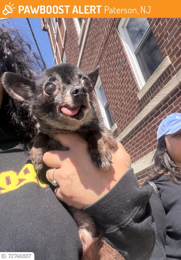 Found/Stray Male Dog last seen 21st Ave and 26th street, Paterson, NJ 07513