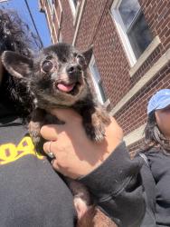 Found/Stray Male Dog last seen 21st Ave and 26th street, Paterson, NJ 07513