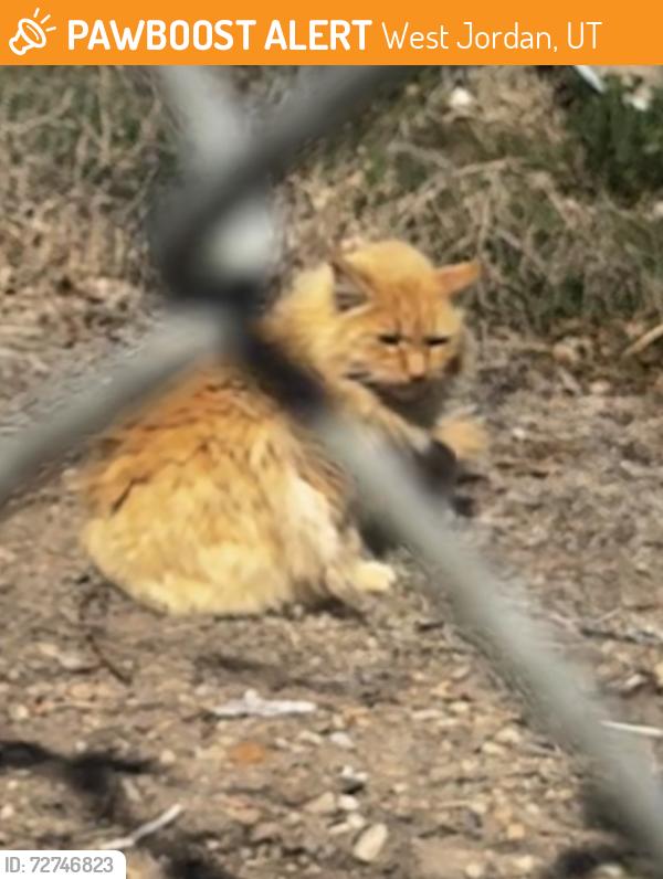 Found/Stray Unknown Cat last seen behind dog park in west jordan, West Jordan, UT 84084